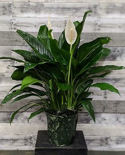 Peace Lily Plant