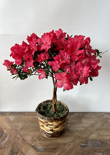 Braided Azalea