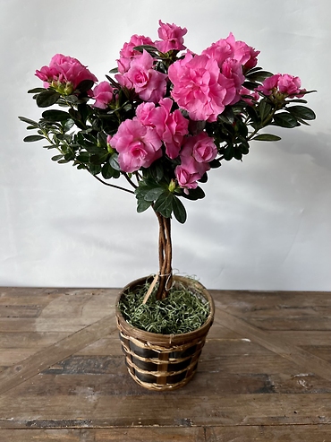 Braided Azalea